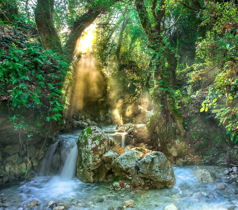 Jungle Exploration