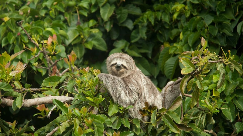 Sloth in Costa Rica