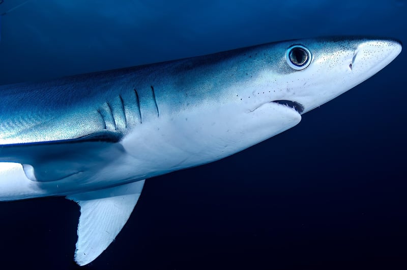 Whale shark underwater